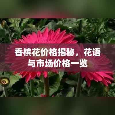 香槟花价格揭秘,花语与市场价格一览