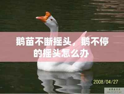 鹅苗不断摇头,鹅不停的摇头怎么办