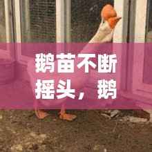 鹅苗不断摇头,鹅不停的摇头怎么办