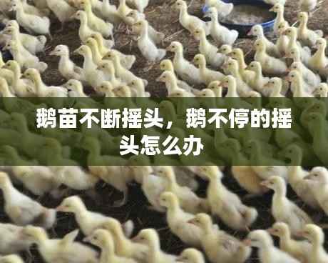 鹅苗不断摇头,鹅不停的摇头怎么办